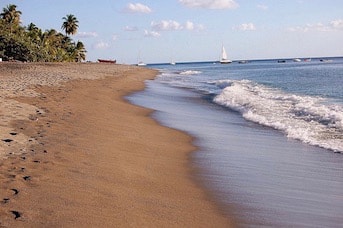 Plage de Guadeloupe avec palmiers